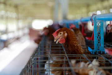 a brown laying hen inside a   cage at a commercial poultry farm . provides an intimate look at the...