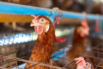 a brown laying hen inside a   cage at a commercial poultry farm . provides an intimate look at the...