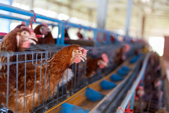 a brown laying hen inside a   cage at a commercial poultry farm . provides an intimate look at the conditions of modern egg production and can be used industrial agriculture, commercial farming.