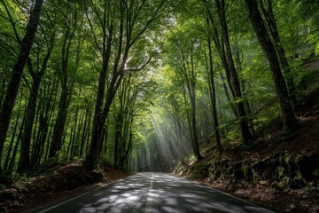 Sunlit Forest Road With Wet Asphalt