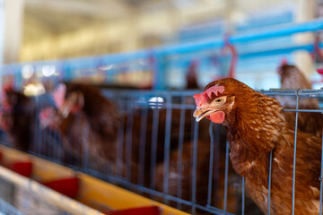 a brown laying hen inside a   cage at a commercial poultry farm . provides an intimate look at the...