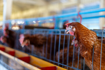 a brown laying hen inside a   cage at a commercial poultry farm . provides an intimate look at the...