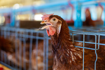 a brown laying hen inside a   cage at a commercial poultry farm . provides an intimate look at the...