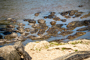 Group of American Alligators in Water at Everglades Alligator Farm, Florida 