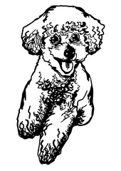 A cheerful black and white vector line art illustration of a small, fluffy dog, possibly a poodle or bichon, running with a happy expression. Ideal for pet-the
