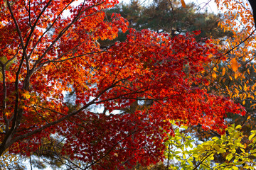 Autumn and trees