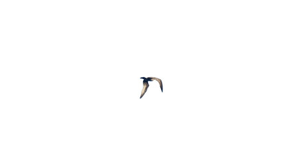 birds formation flying in a team for background