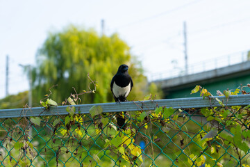 Magpie