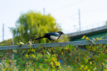 Magpie