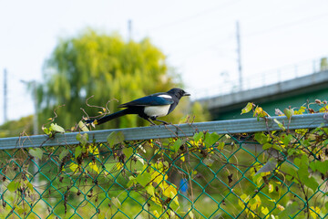 Magpie