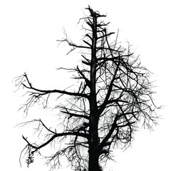 Silhouette of bare tree with branches isolated on white. Black and white vector illustration

