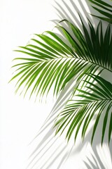 Fototapeta premium Green palm leaves with sharp shadows on white wall in bright natural sunlight creating fresh summer feeling