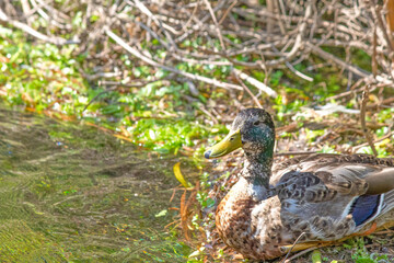 Male mallard duck (Anas platyrhynchos) camouflaged in natural background. Waterbird. Bird, animal idea concept. Ornithology. Nature. 