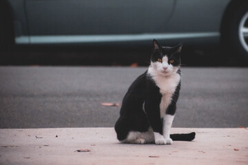 stray cat staring