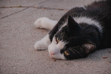 cat lying on the floor