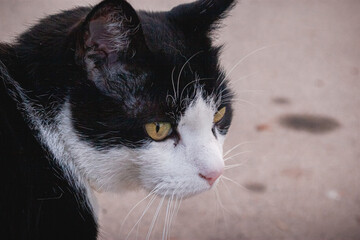 black and white cat portrait