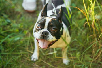 Portrait of a black and white French bulldog on the grass