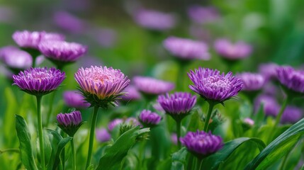 Fototapeta premium Delicate purple flowers in a garden