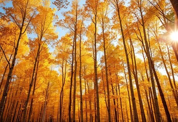Fototapeta premium Tall golden aspen trees dominate an autumn forest, sunlight filtering through leaves, peaceful, trees