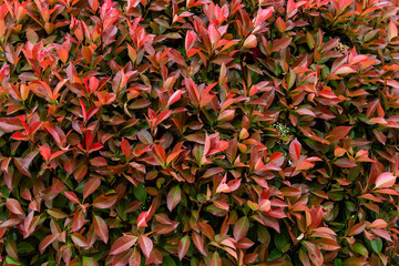 tree and leaves in the park