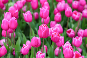 Fototapeta premium Pink tulips in the garden