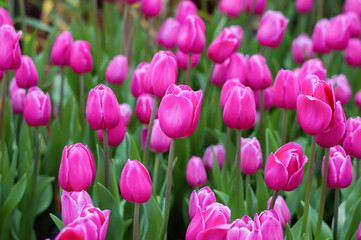 Obraz premium Pink tulips in the garden