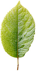 Images of leaves of various colors by season