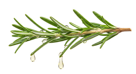Fototapeta premium Herb Stem Releasing Tiny Oil Droplets in Studio Shot