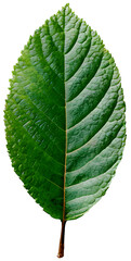 Images of leaves of various colors by season