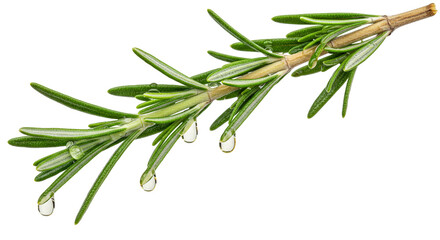 Fototapeta premium Broken Rosemary Branch with Essential Oil Droplets on White