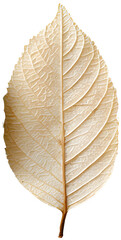 Images of leaves of various colors by season