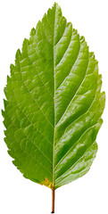 Images of leaves of various colors by season