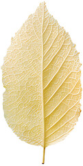 Images of leaves of various colors by season