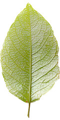 Images of leaves of various colors by season