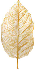Images of leaves of various colors by season