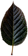 Images of leaves of various colors by season
