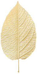 Images of leaves of various colors by season