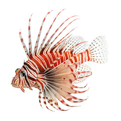 lionfish on white background-