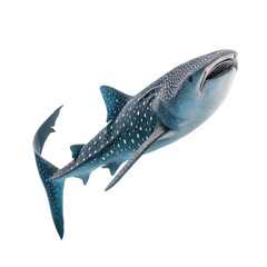 shark isolated on white