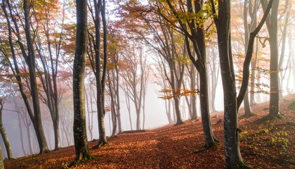 Obraz premium morning in the woods