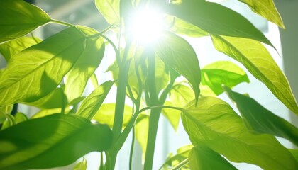 Obraz premium Vibrant Green Plant Leaves Backlit by Bright Sunlight, Symbolizing Growth and Nature