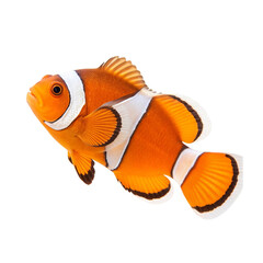 clownfish on white background