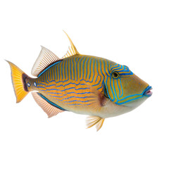 mullet fish on white background