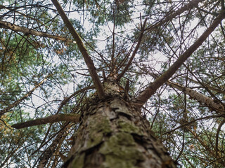 Tall tree in pine. Pine