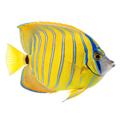 tropical fish isolated on white