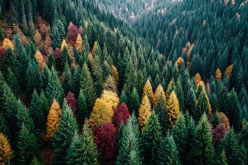 Colorful Autumn Forest Canopy From Above