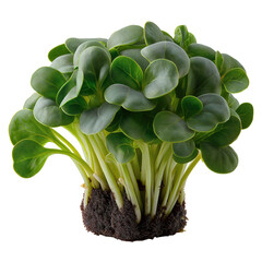 Broccoli microgreens with dark green cotyledon leaves and pale stems growing in soil showing complete root system isolated on transparent  background.