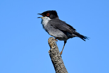 Samtkopf-Grasmücke // Sardinian warbler (Curruca melanocephala) - Peloponnes, Griechenland