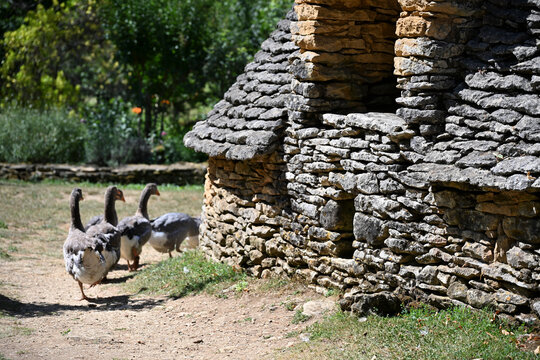 France, Dordogne, Perigord Noir, Dordogne valley, Saint-Andre-d'Allas, lieu-dit Calpalmas, cabanes du Breuil, old dry-stone farm buildings and flock of geese