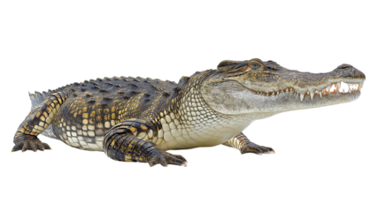 Crocodile basking on riverbank side view with rough scales and sharp teeth visible, textured skin, real look, full view, on white background, 4k, unique, no blur, clear view